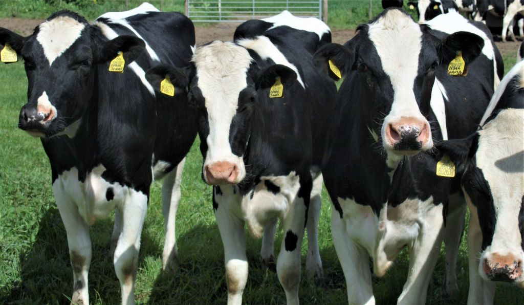 Pasze ekologiczne w żywieniu bydła mlecznego